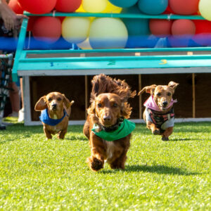 Three wiener dogs race down a track.