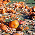 Dozens of smashed pumpkins on grass.